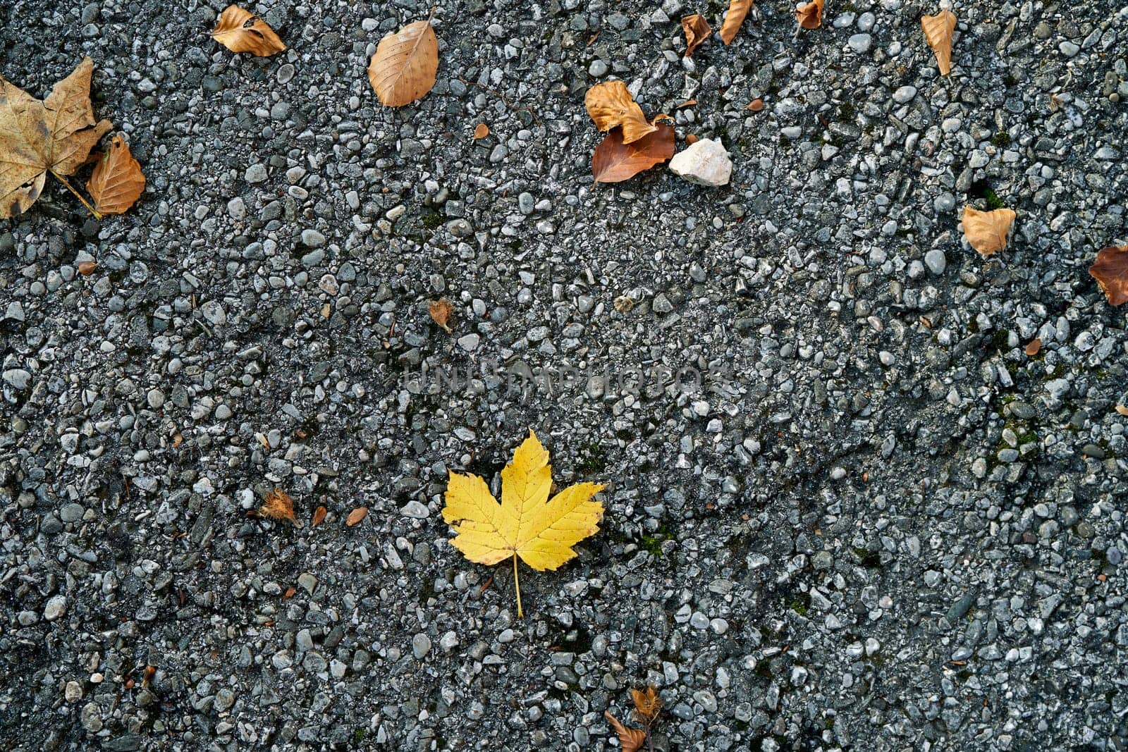 Fallen yellow leaves on grainy asphalt. Top view. High quality photo