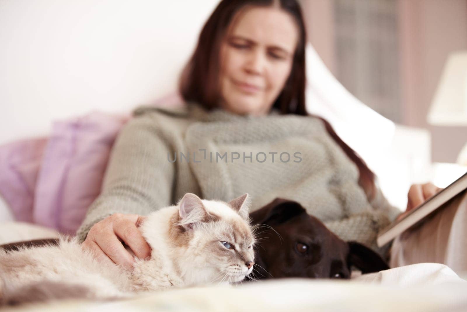 Cat, dog and woman relax in bed together with love, care and happiness in home. Pet, animals and person stroke the fur of a kitten and reading a book in bedroom of house with comfort and support.