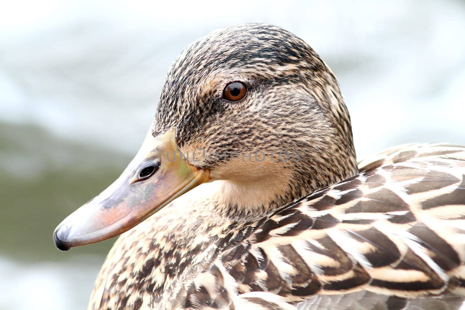 Anas platyrhynchos - The Mallard