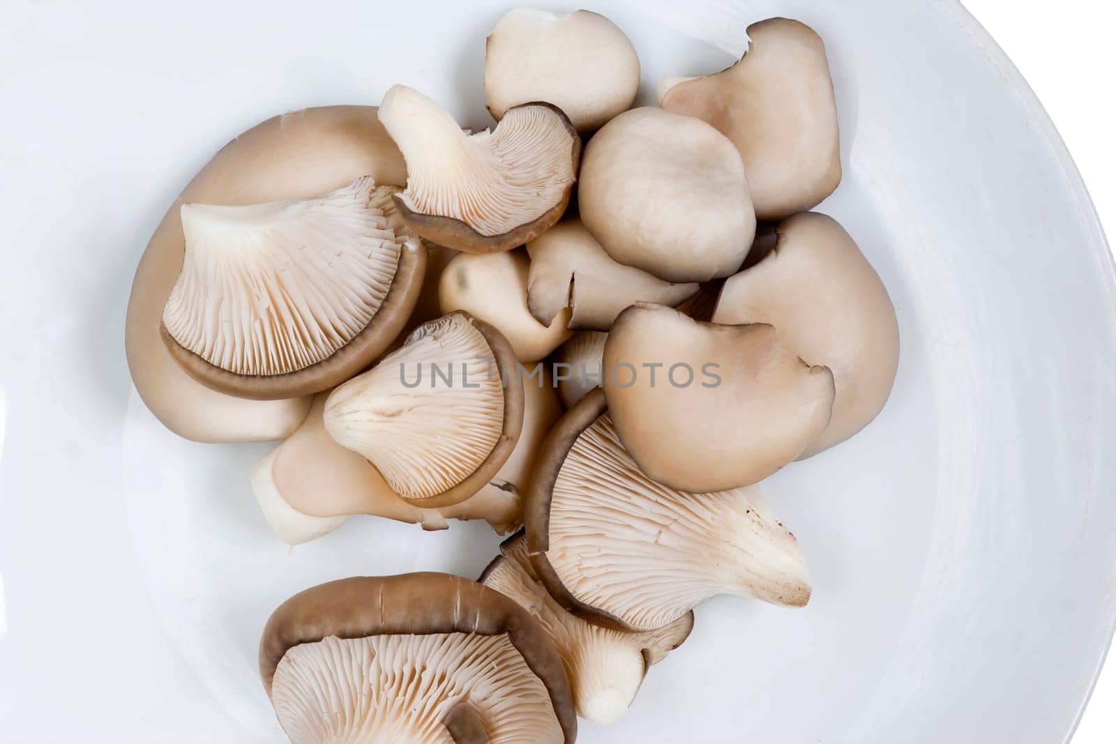 Detail of the oyster cap mushroom