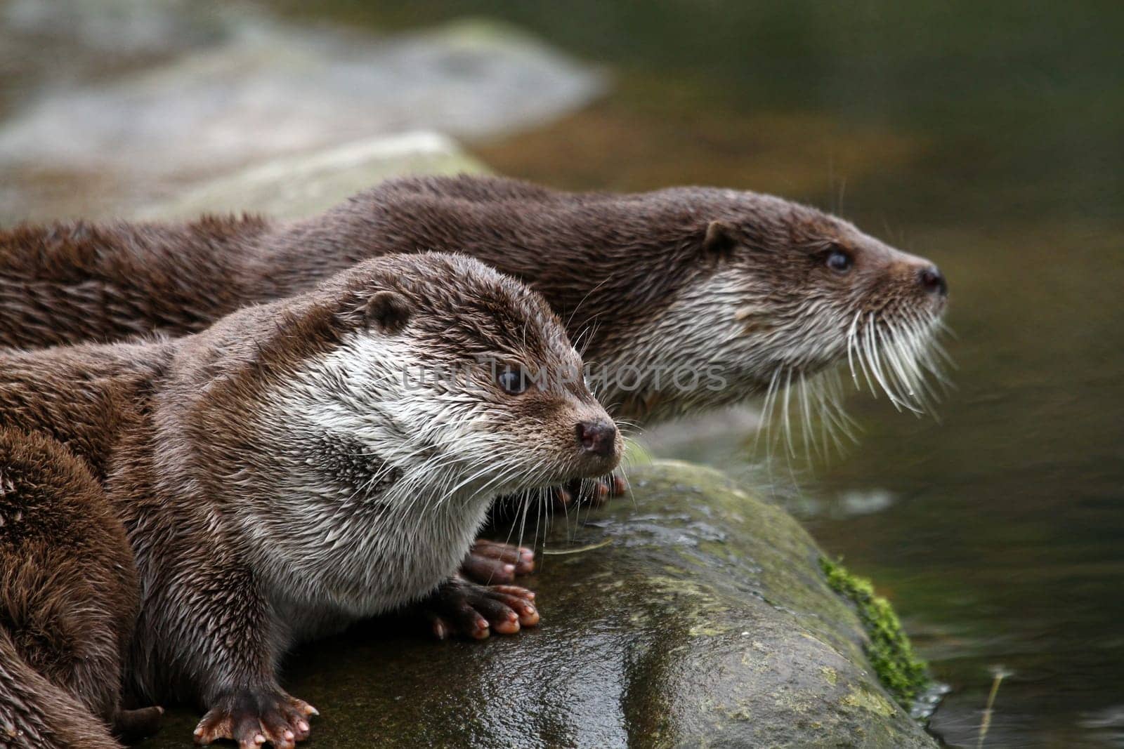Dwarf Otters