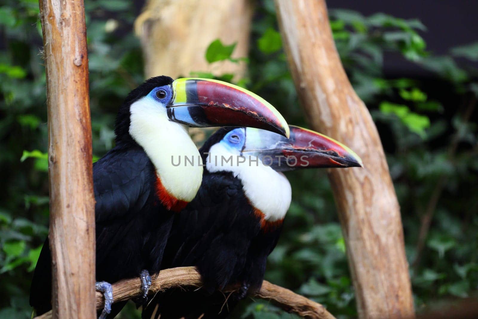 Details of a couple of White throated Toucan in captivity.