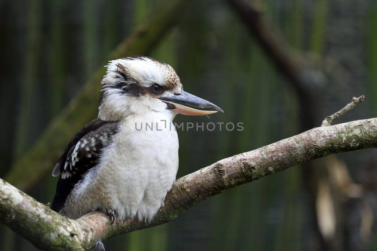 Details of a laughing kookaburra in captivity.