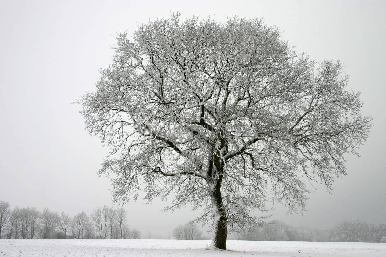 English oak in winter