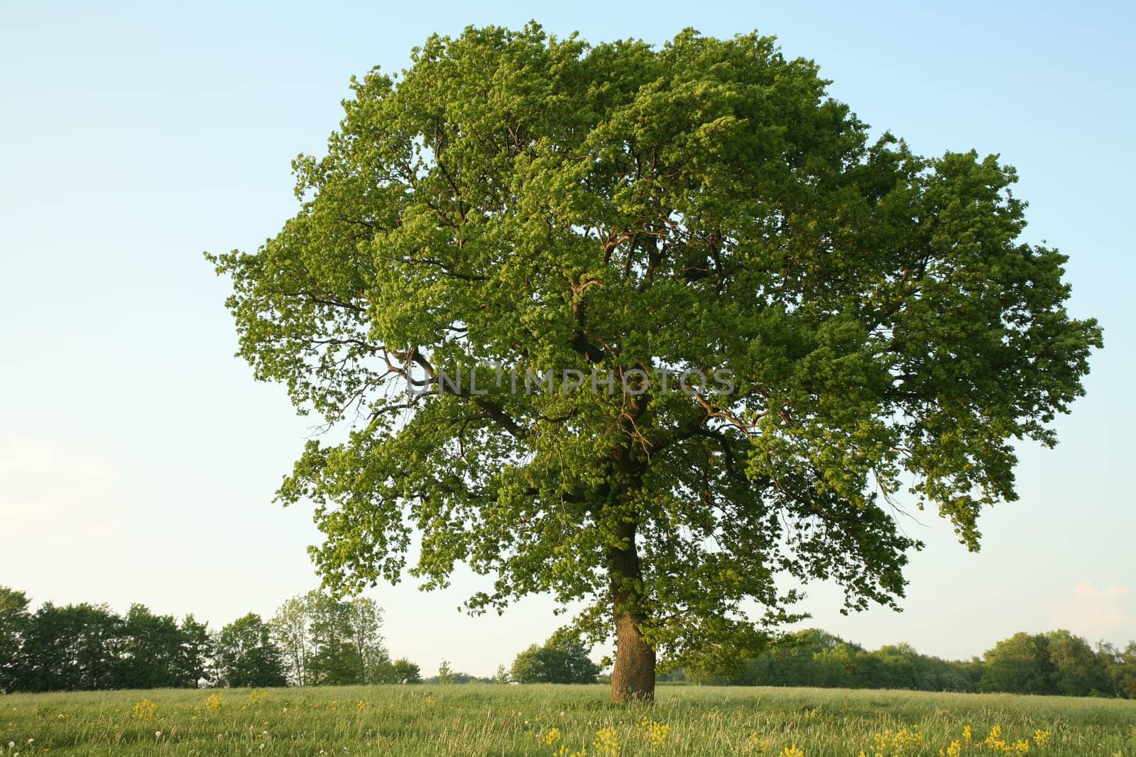 English oak in summer