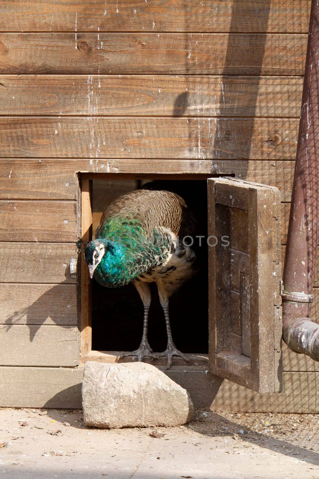 Blue peacock comes out of a stable