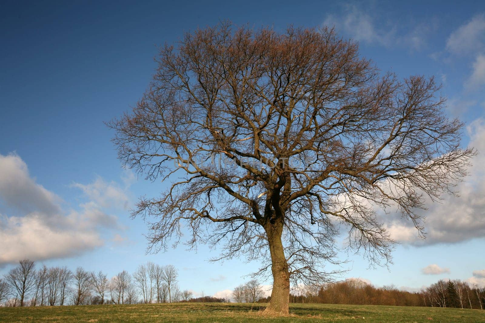 English oak in winter