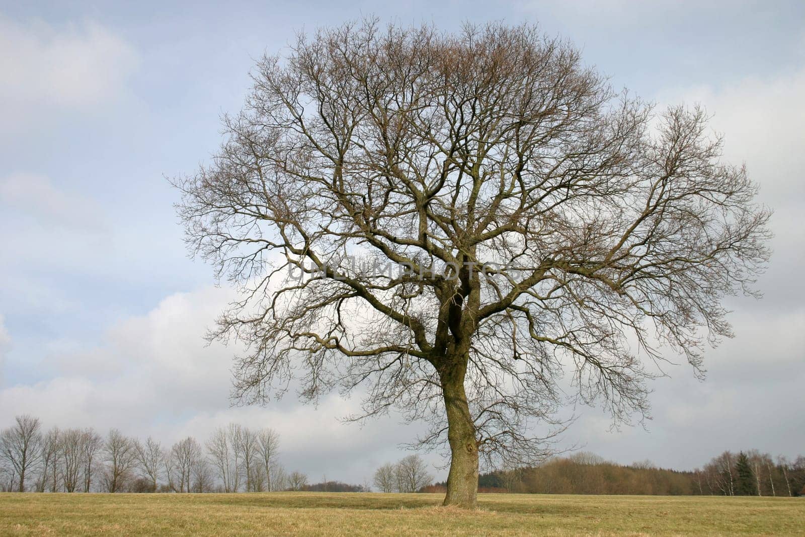 English oak in winter