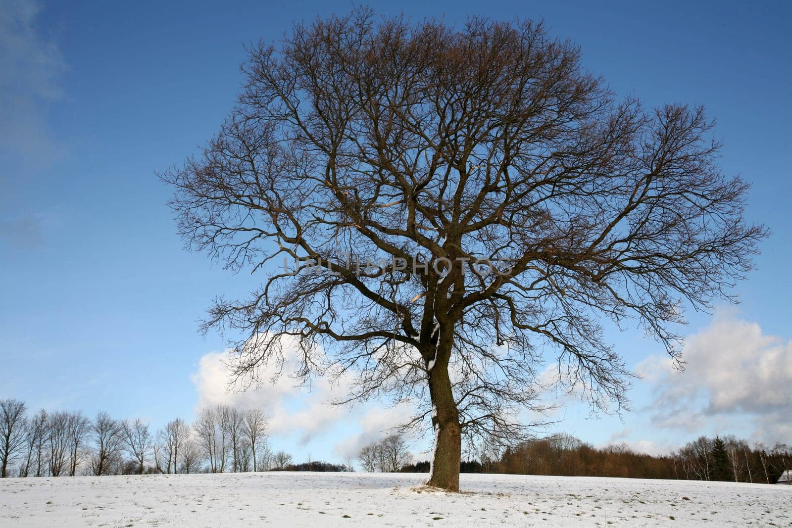 English oak in winter