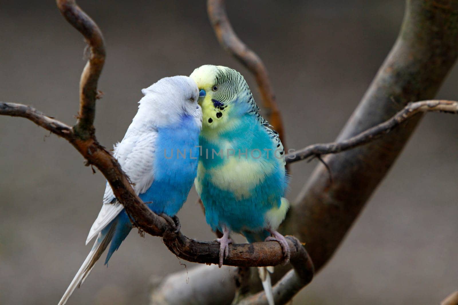 Budgies