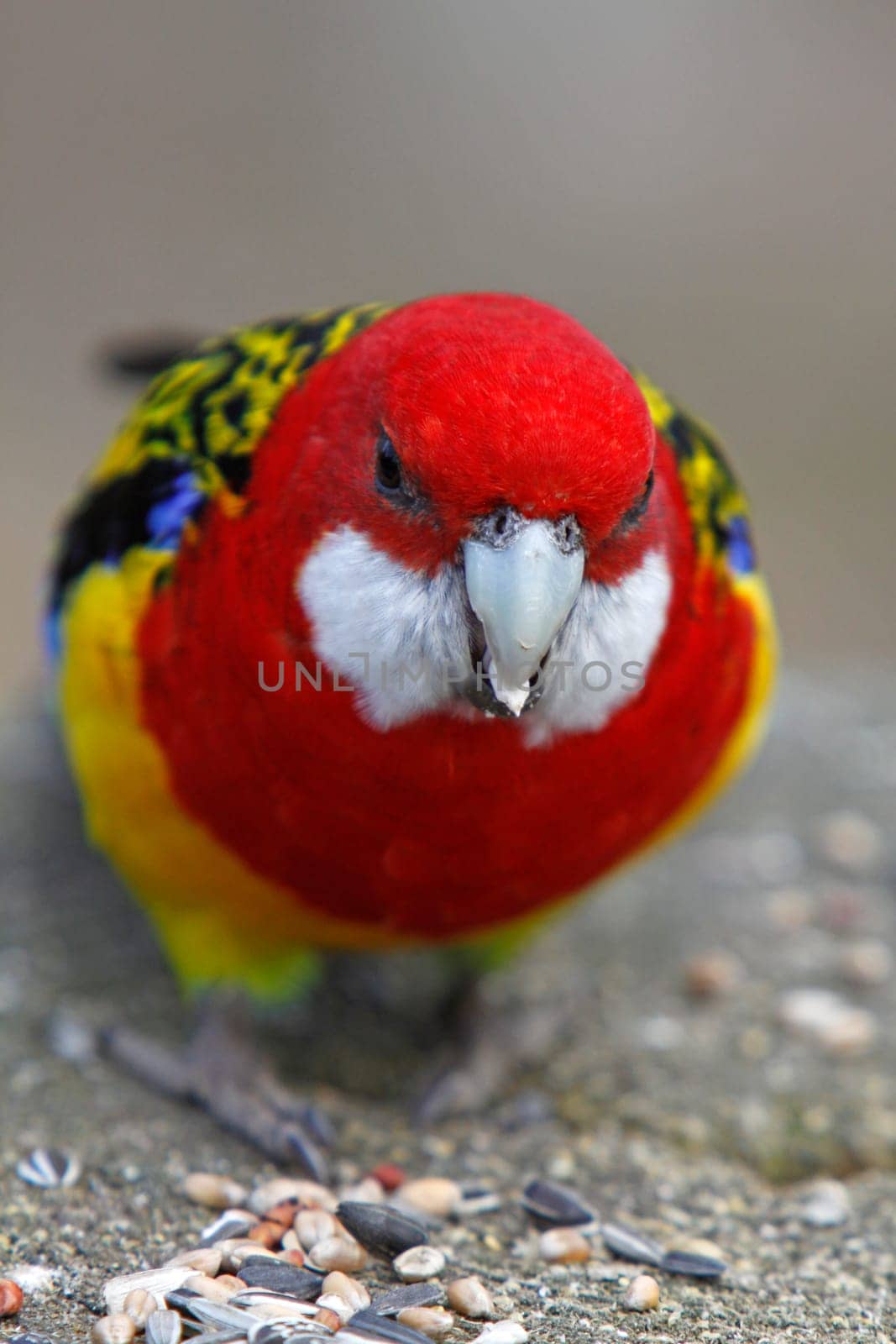 Rosella