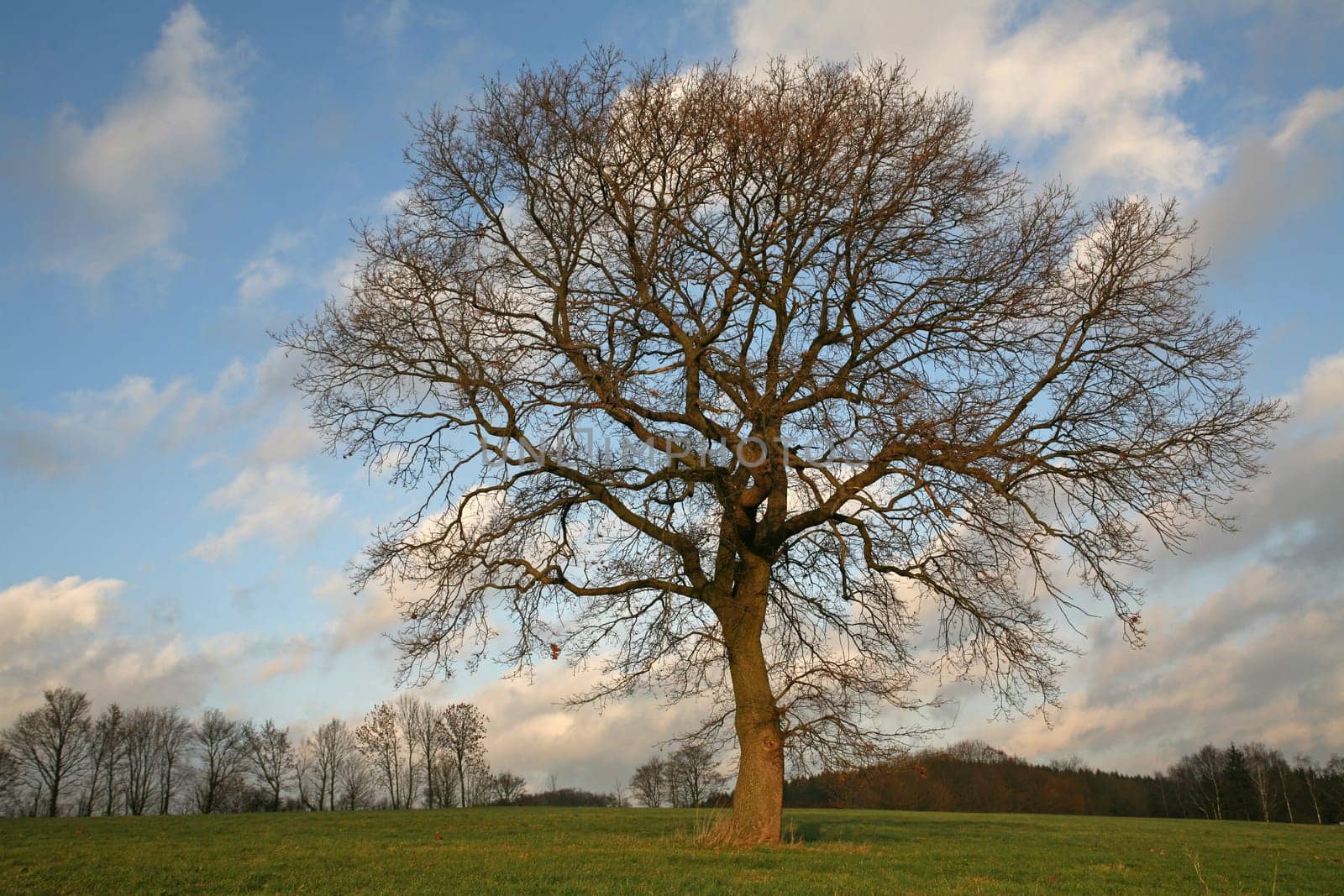 English oak in winter
