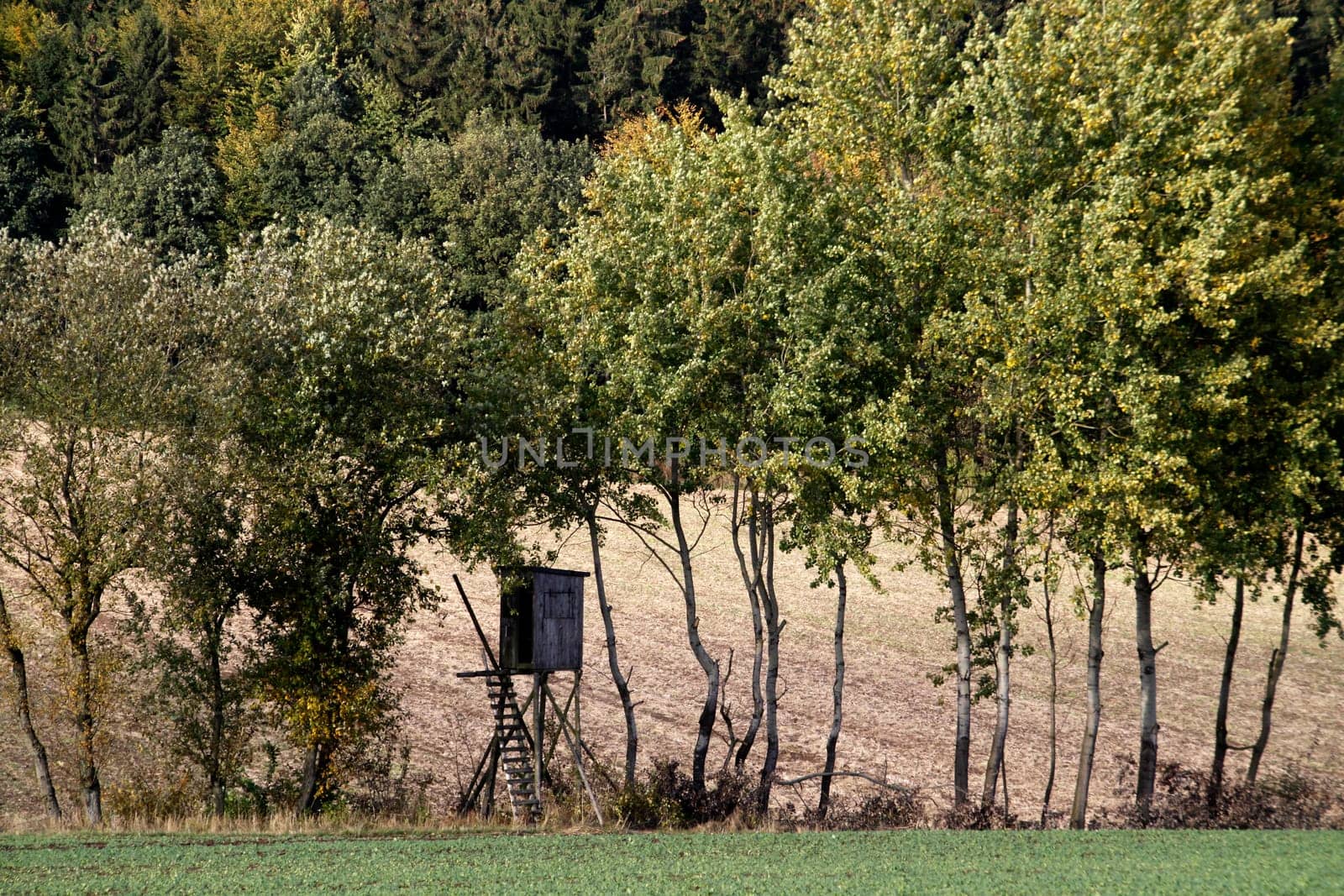 Raised hide