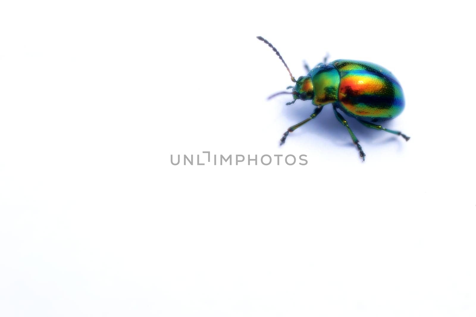 Ein bunter Käfer, Prächtige Blattkäfer oder Goldglänzende Blattkäfer (Chrysolina fastuosa), auf einem weißen Hintergrund.