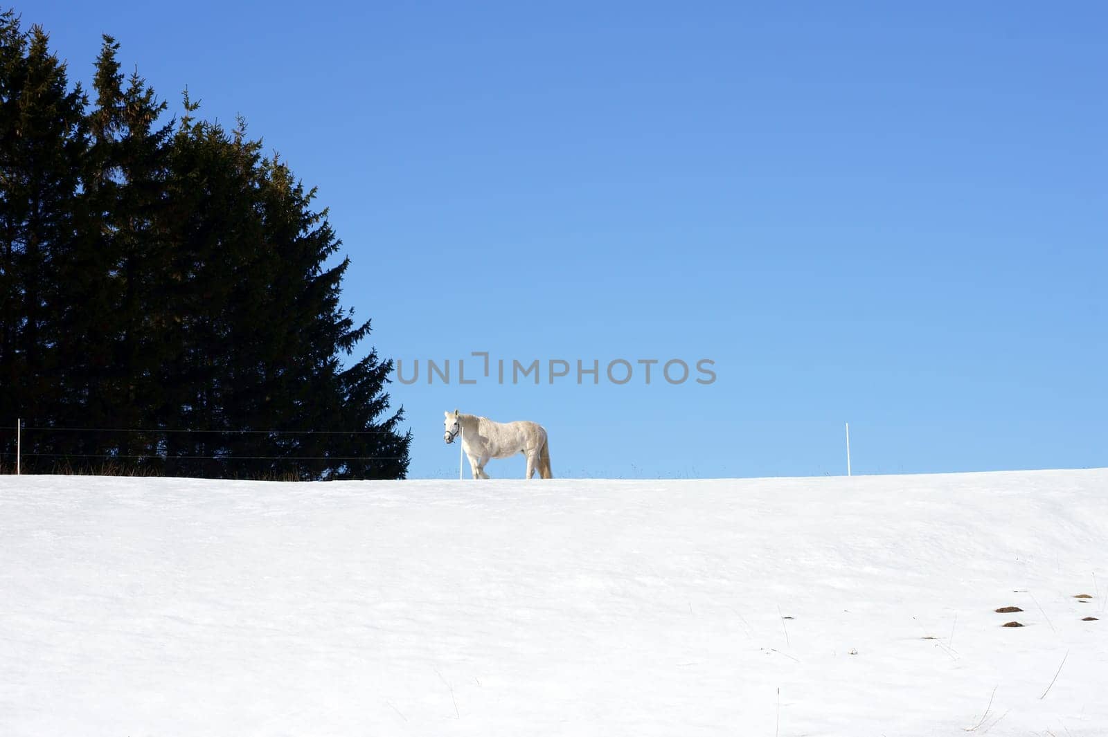A white horse stands in the paddock in the middle of a snowy landscape.