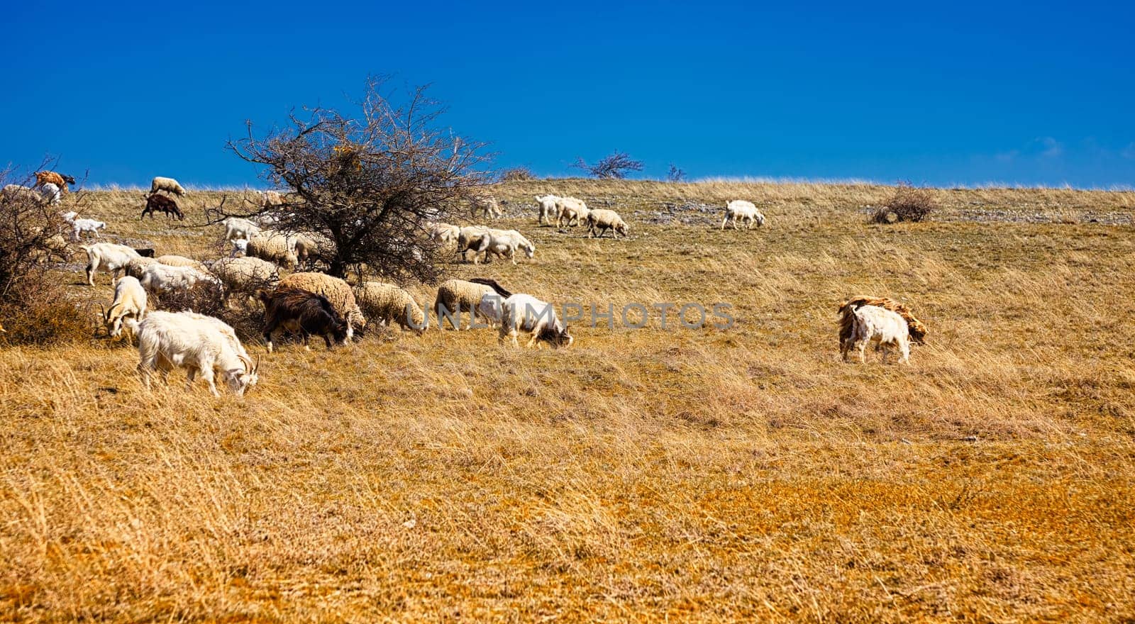Flock of sheep grazing on a field in the countryside of Dobrogea, Priopcea Pass, Romania.