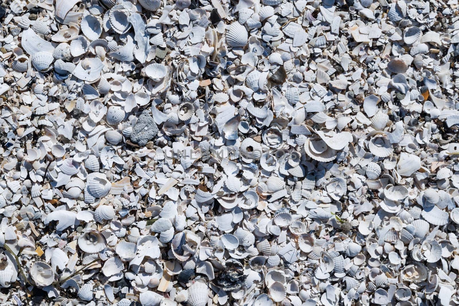 Shell texture