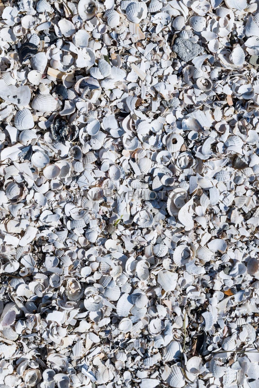 Shell texture