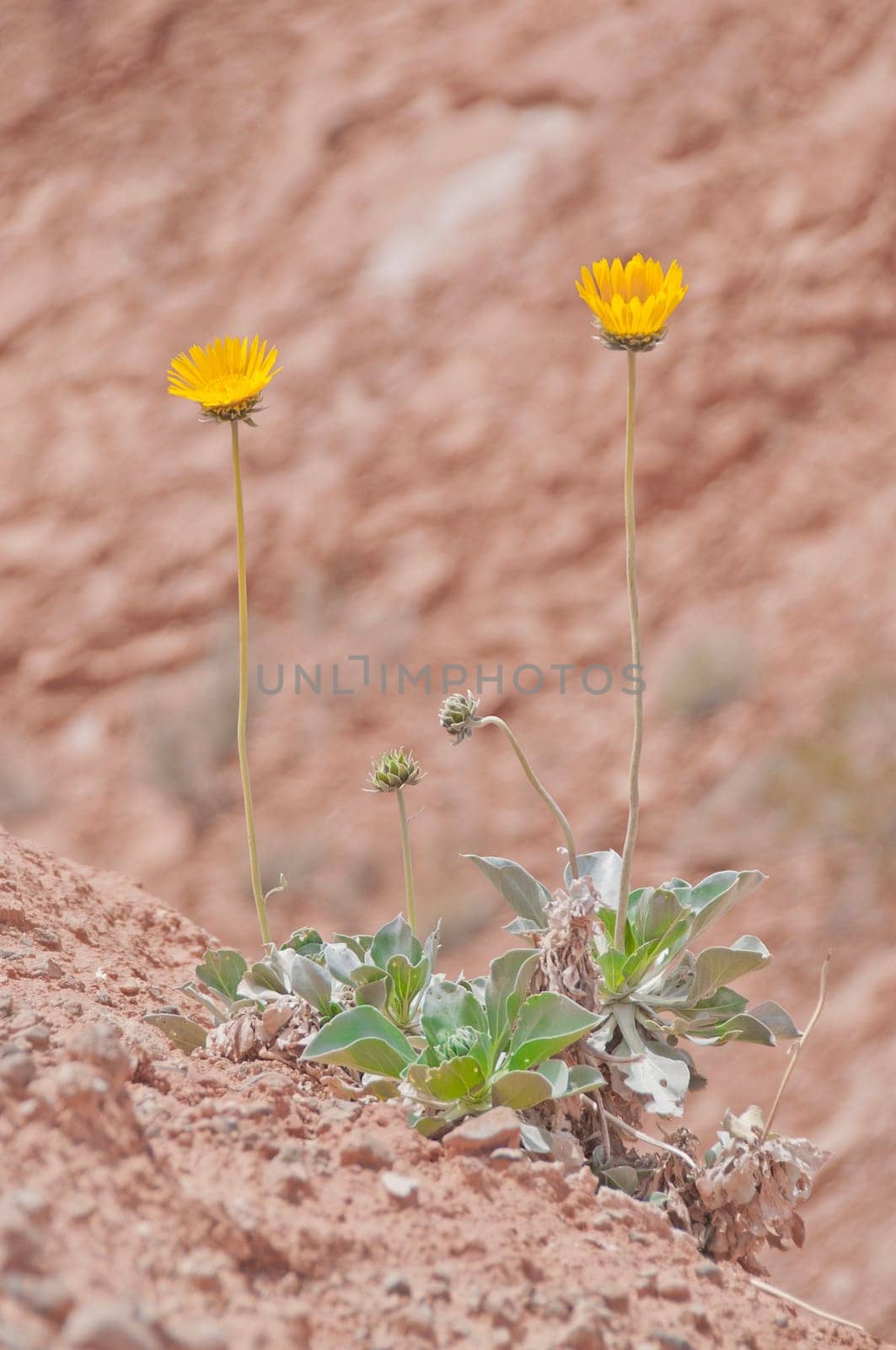 Desert Sunflower