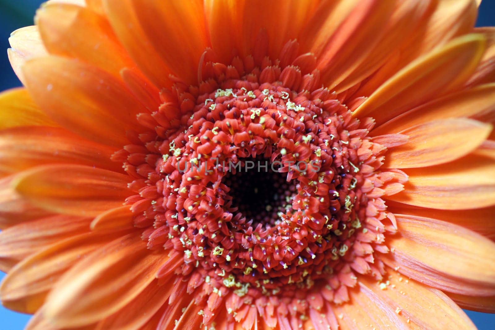 Die Nahaufnahme einer Gerbera Blüte.