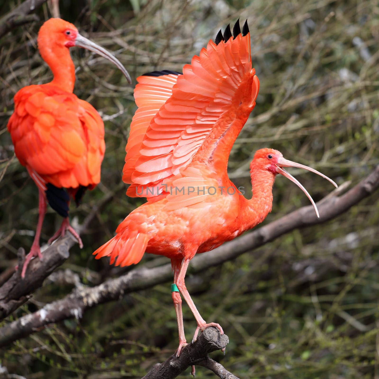 Details of a perched scarlet ibis in captivity