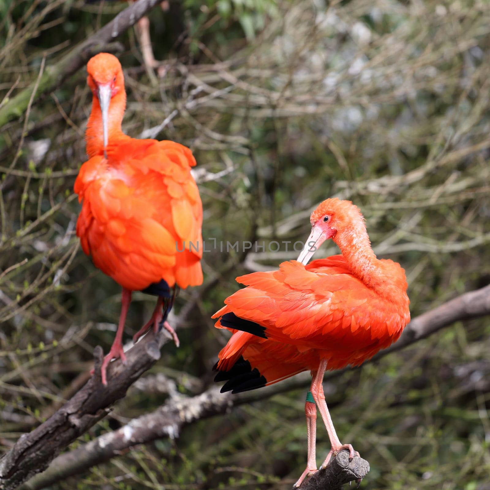 Details of a perched scarlet ibis in captivity