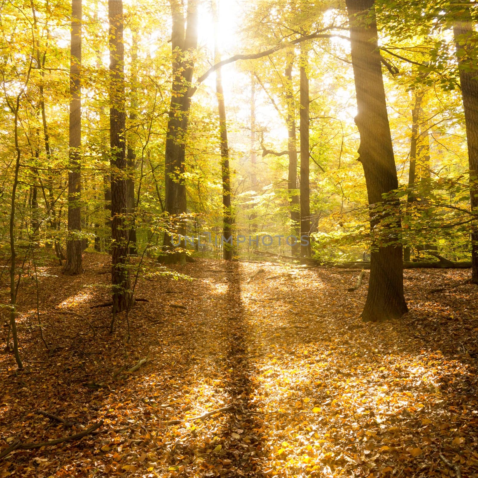 forest in autumn with sunbeams