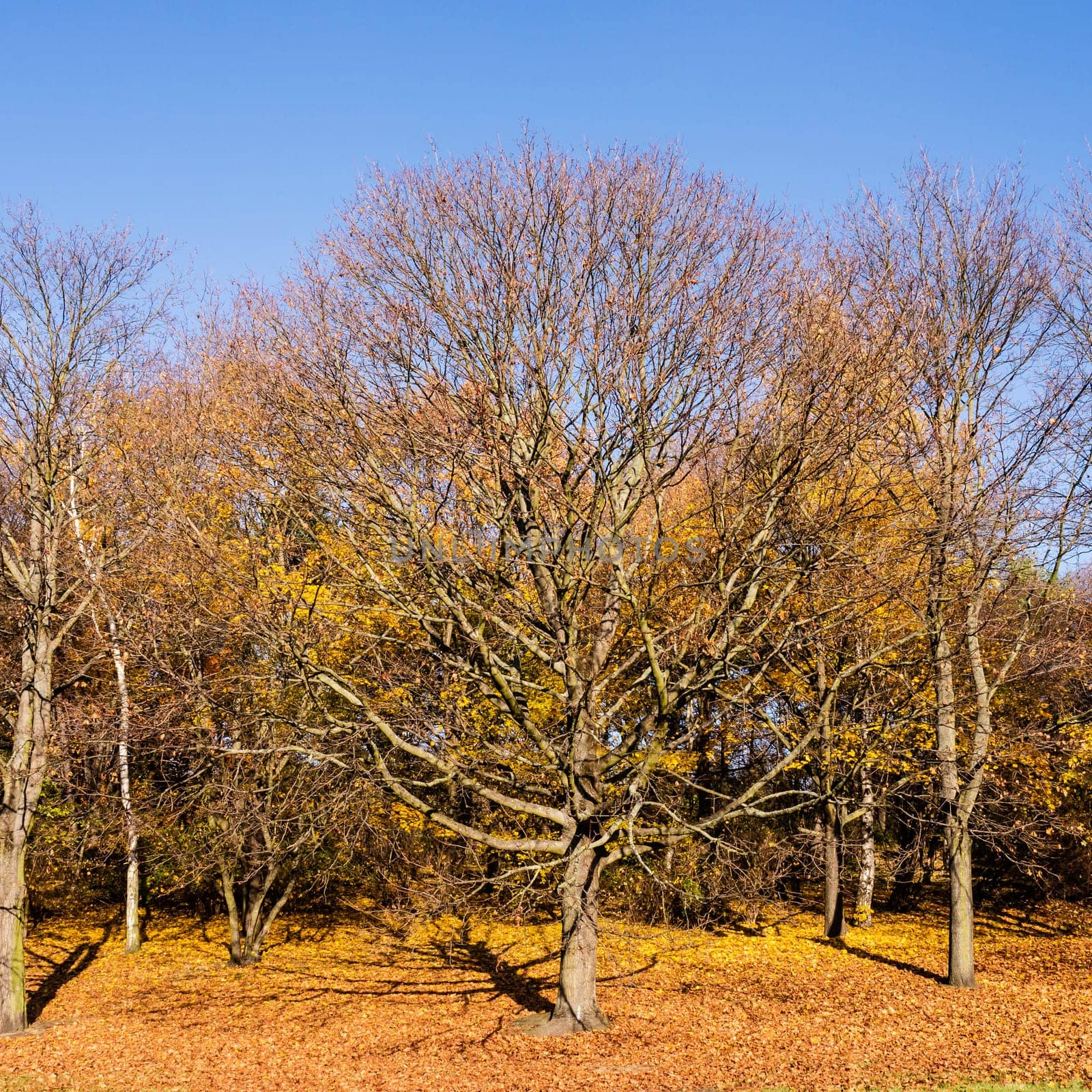tree in a park in late autumn, blue sky