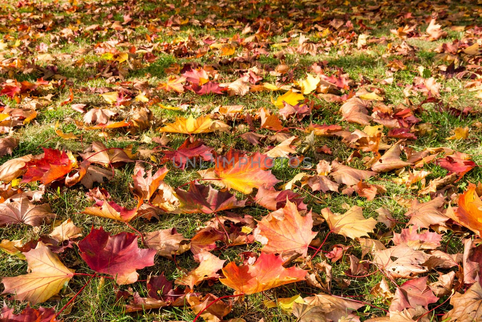leaves on a meadow in autumn