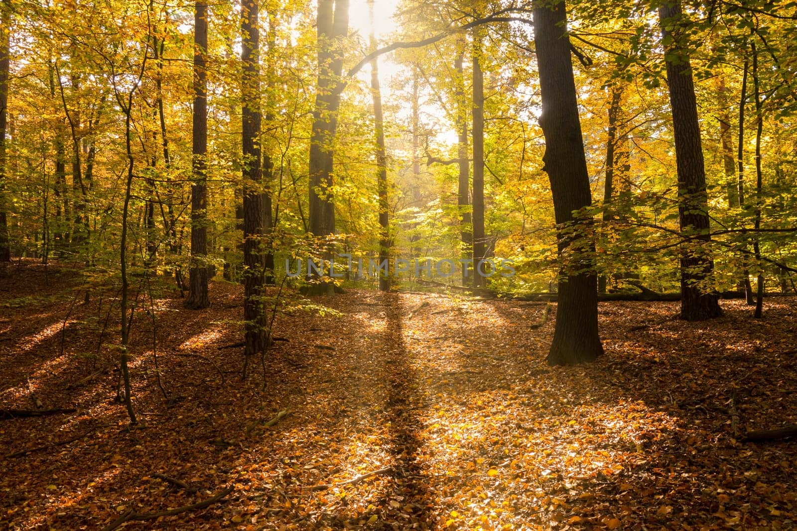 sunlight in forest in the beginning of autumn