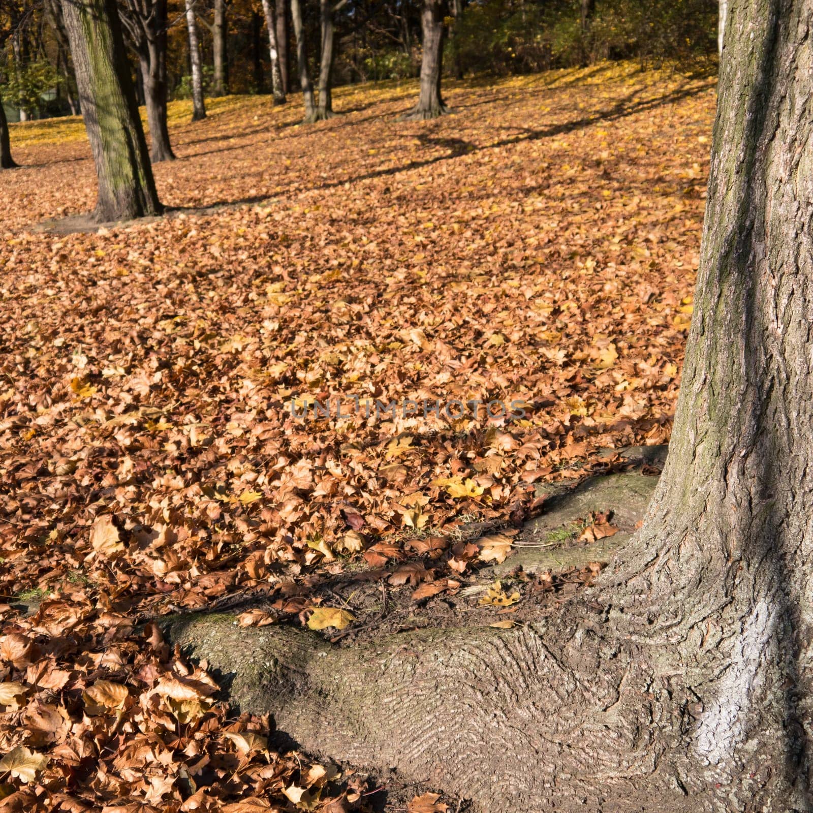 tree in a park in late autumn