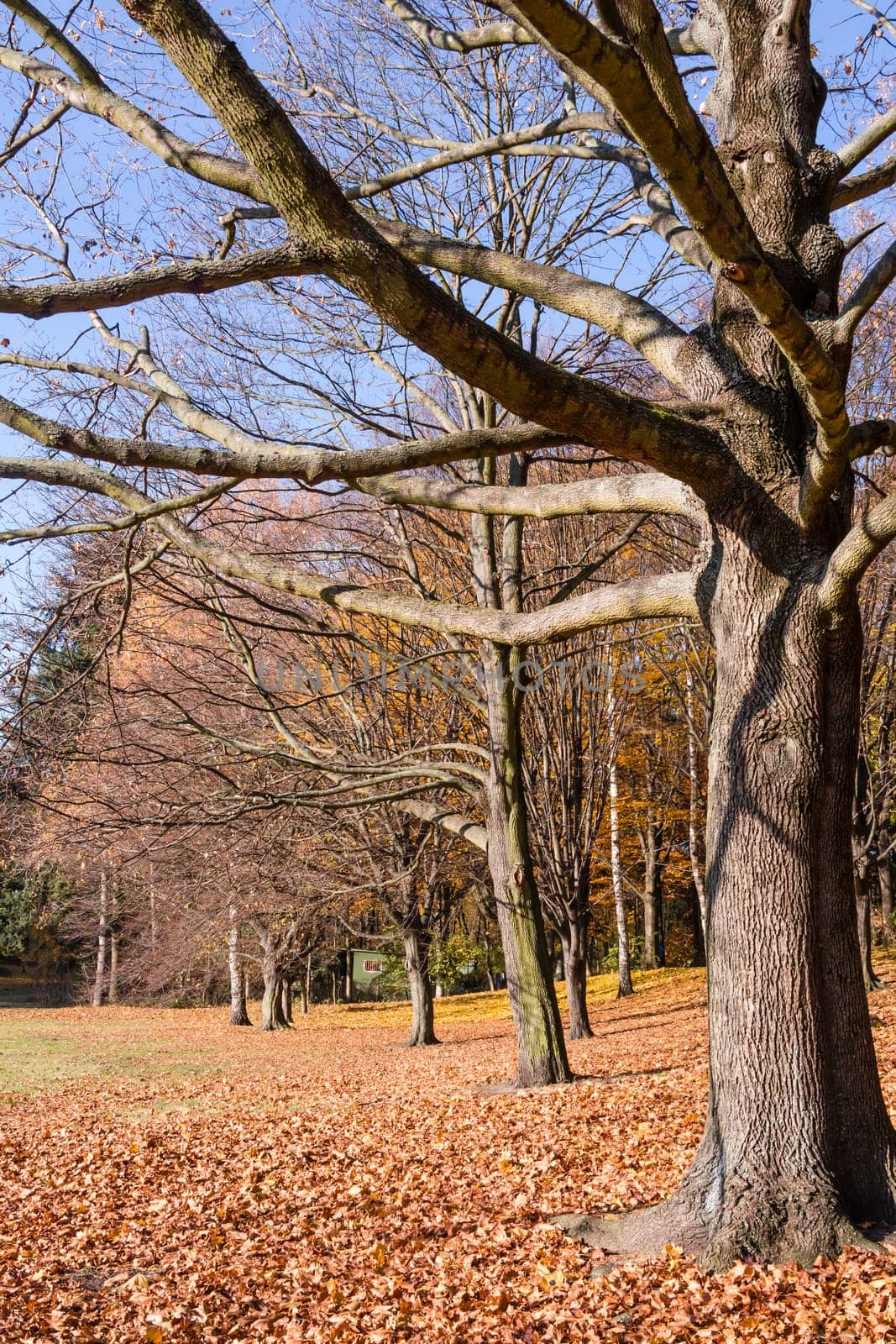 a tree in a park in late autumn