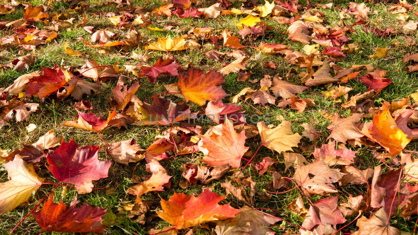 leaves on a meadow in autumn