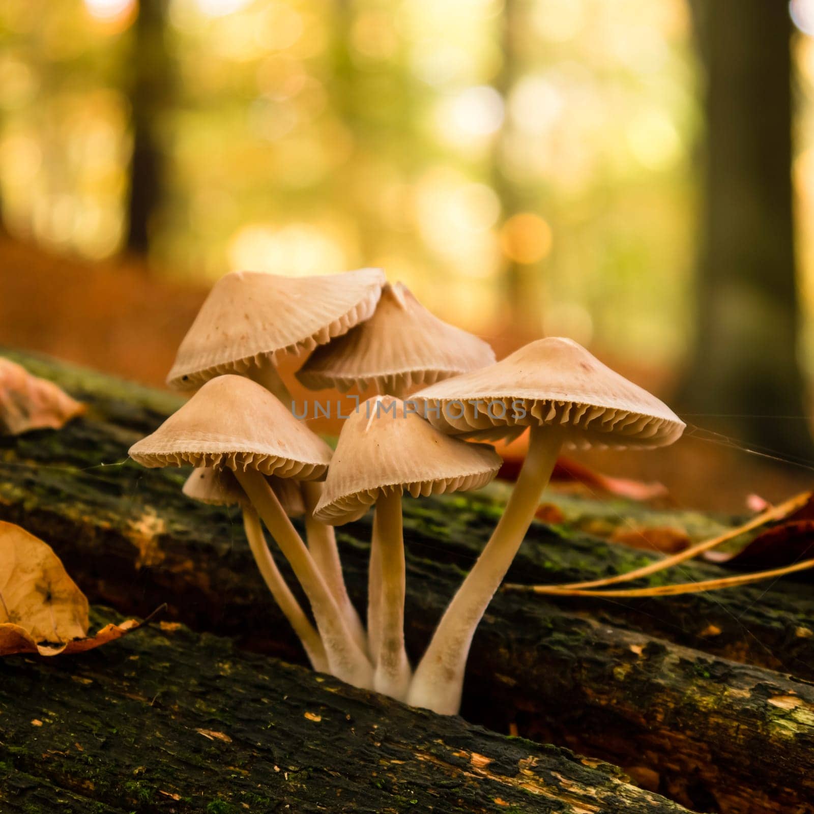 mushrooms in forest on a sunny autumn day