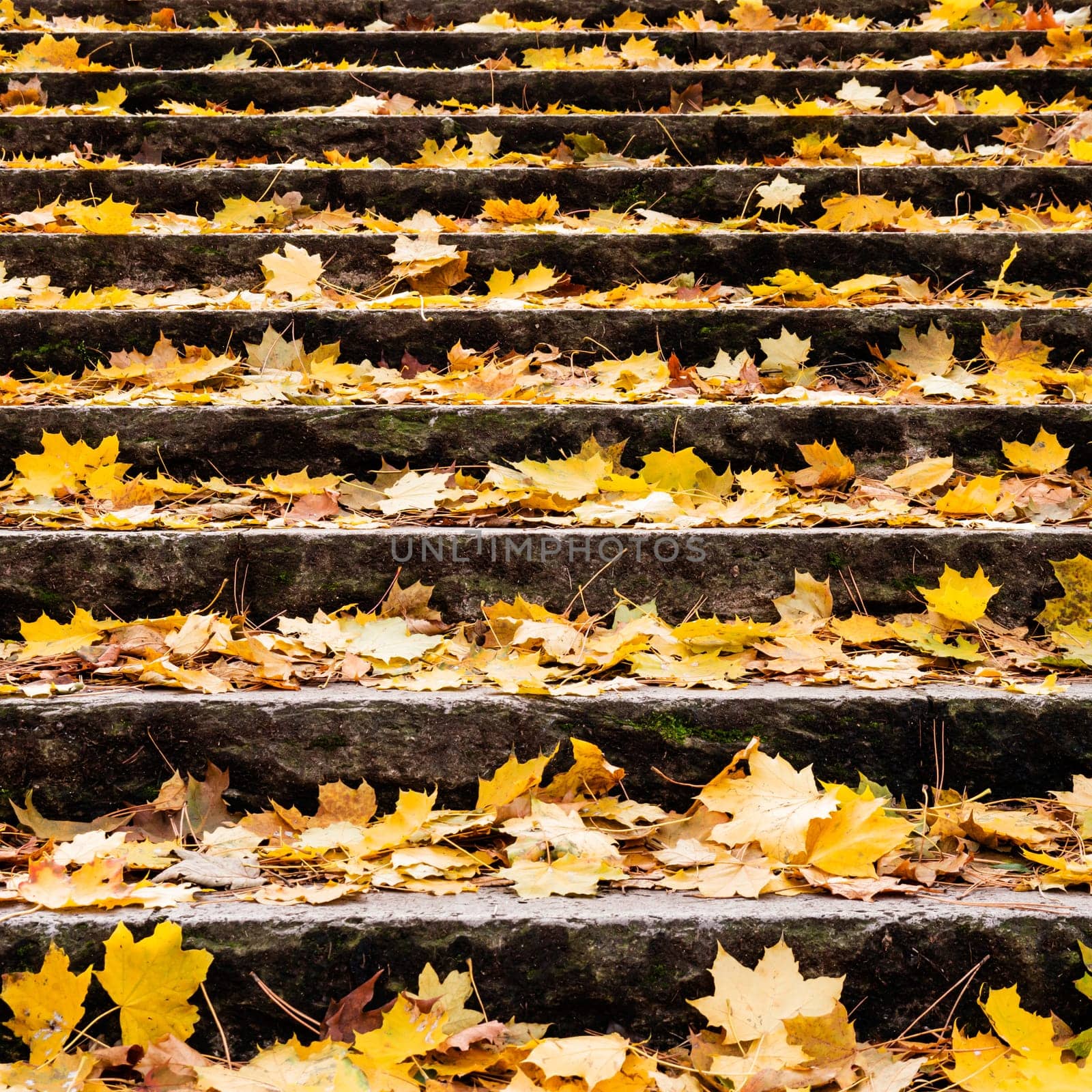 yellow autumn leaves on stair