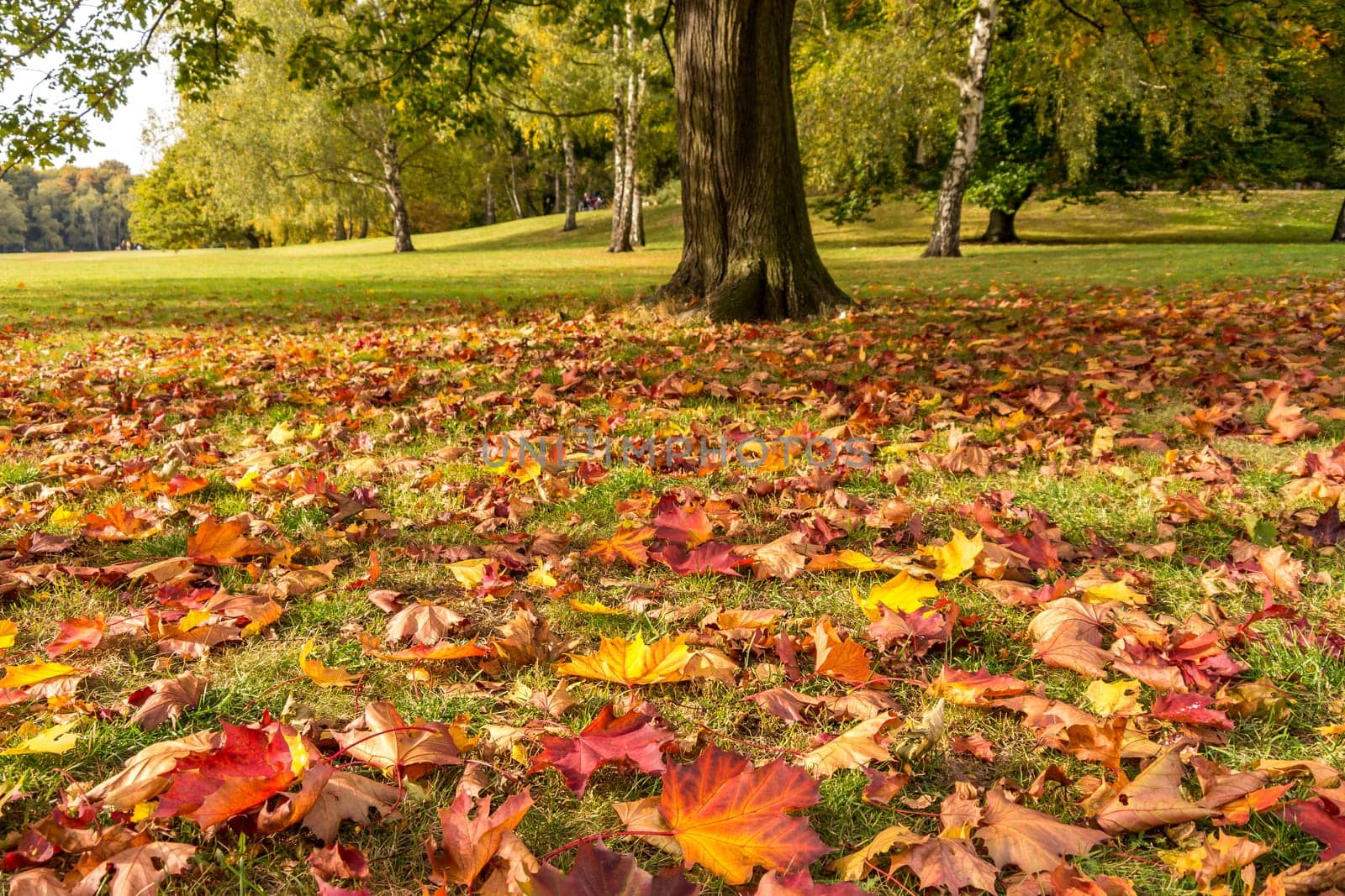 autumn leaves on a meadow in a park