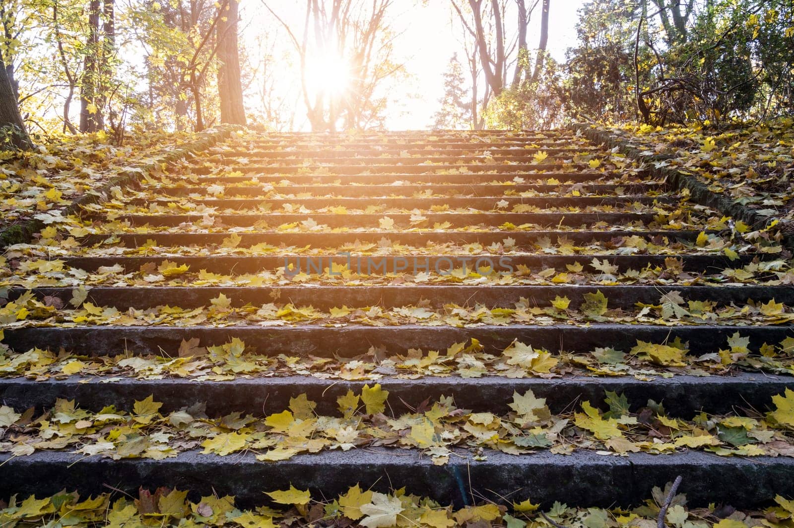 yellow autumn leaves on stair in sunlight