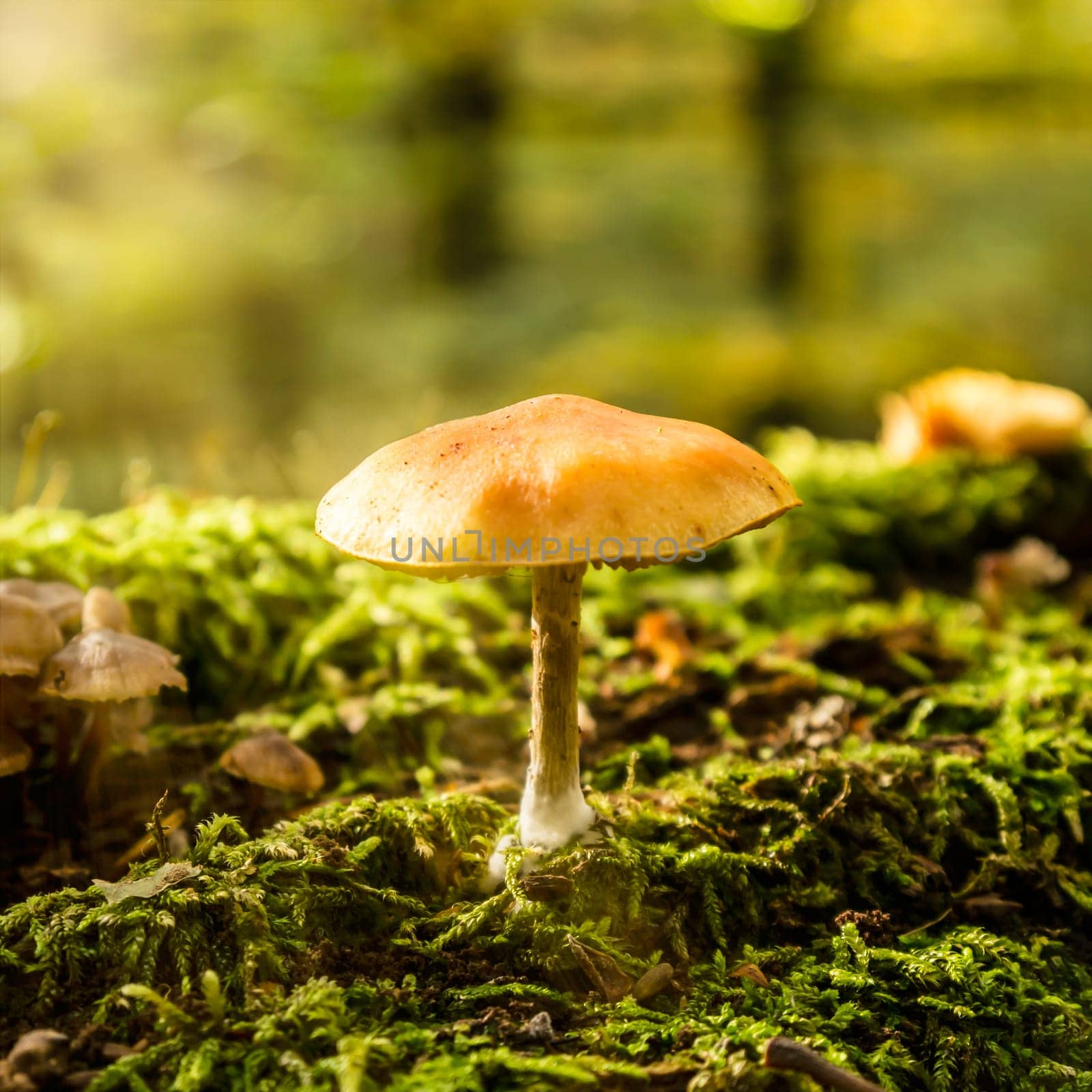mushroom in sunlight on mossy forest floor