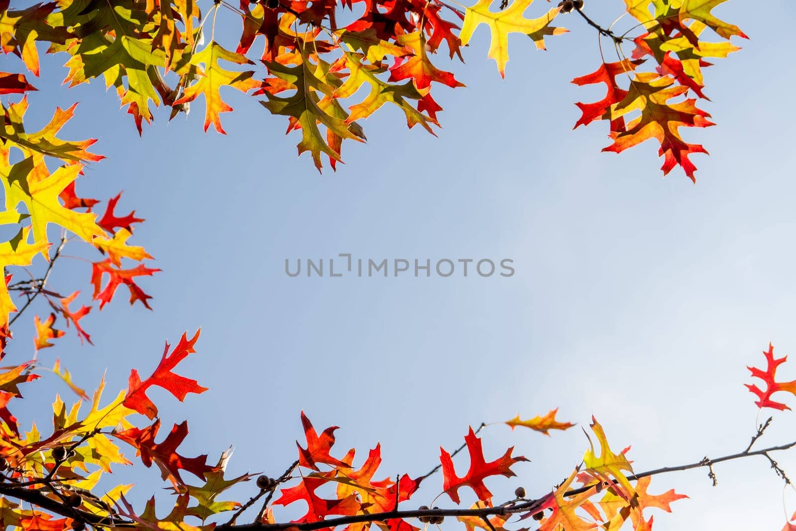 autumn leaves in border design