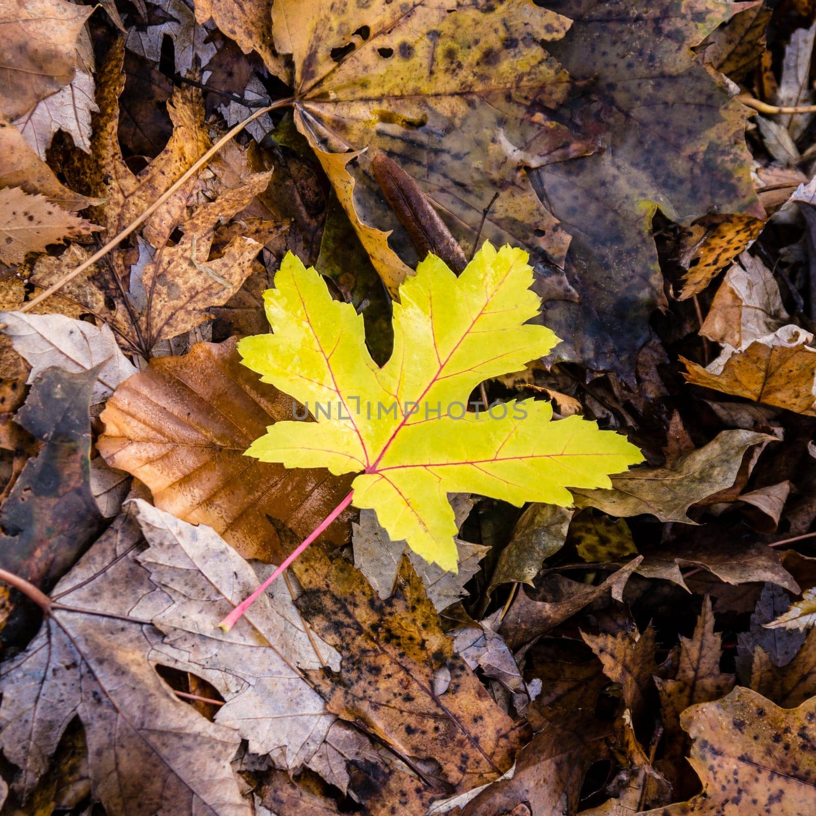 single yellow leaf on foliage meadow