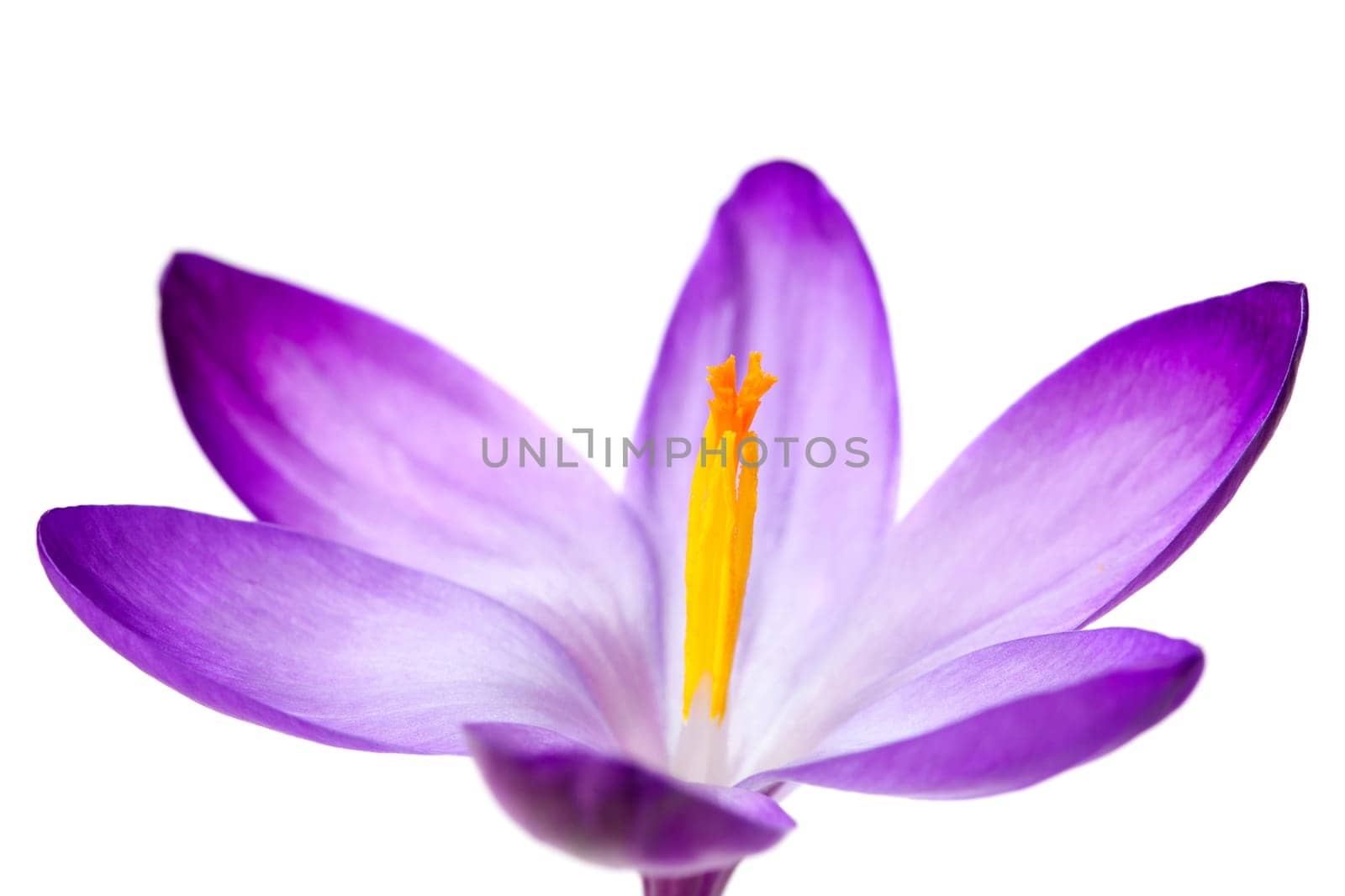 Crocus