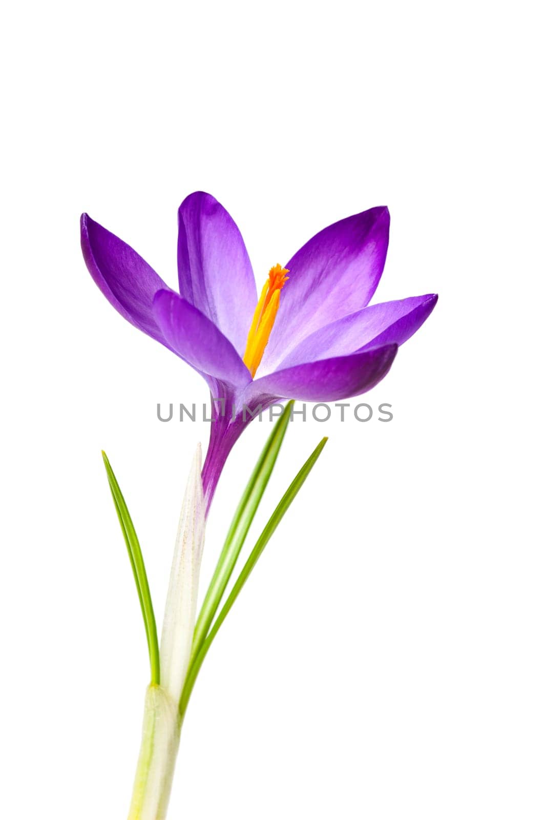 Crocus