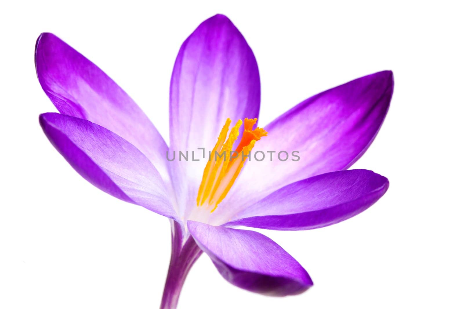 Crocus