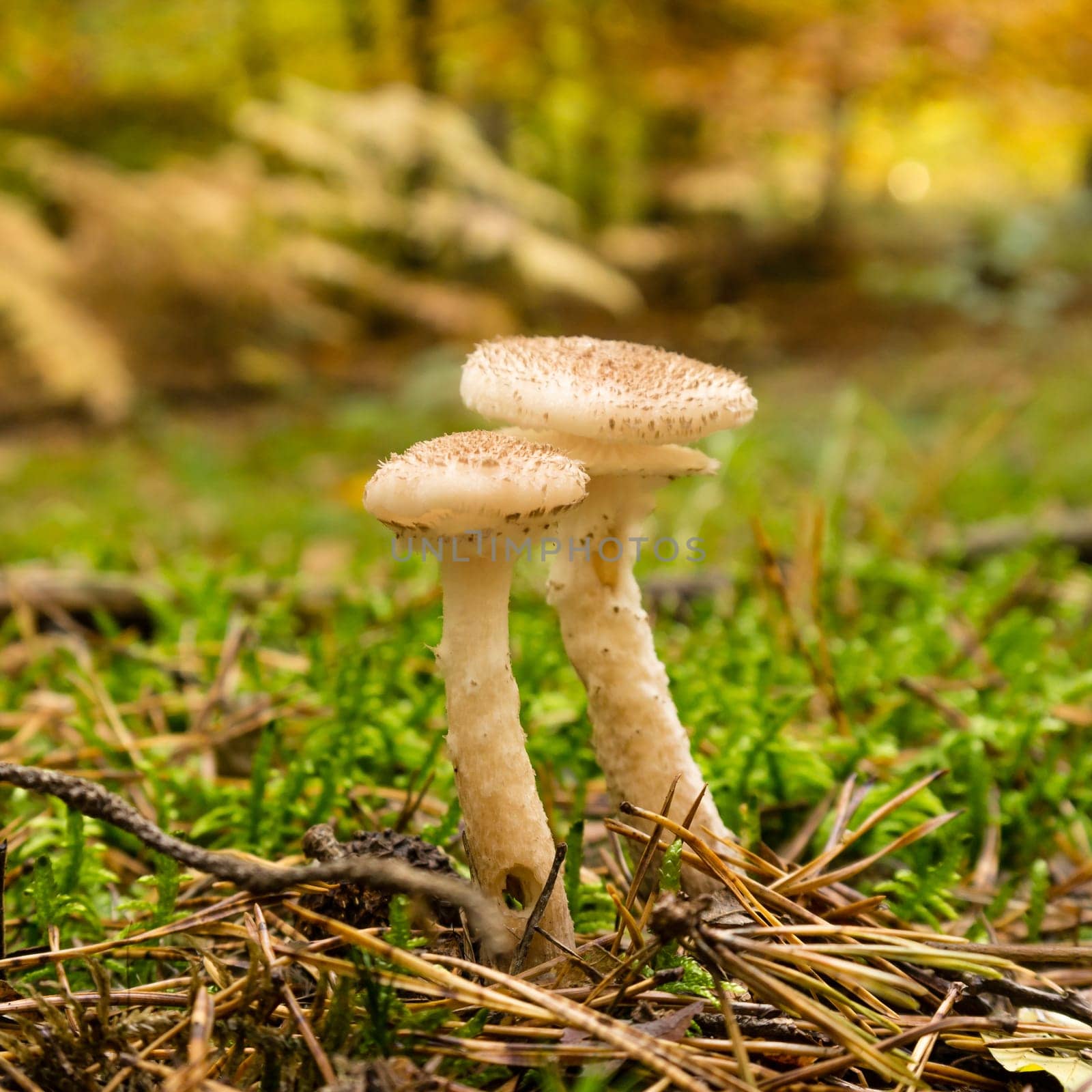 mushrooms on a mossy forest floor