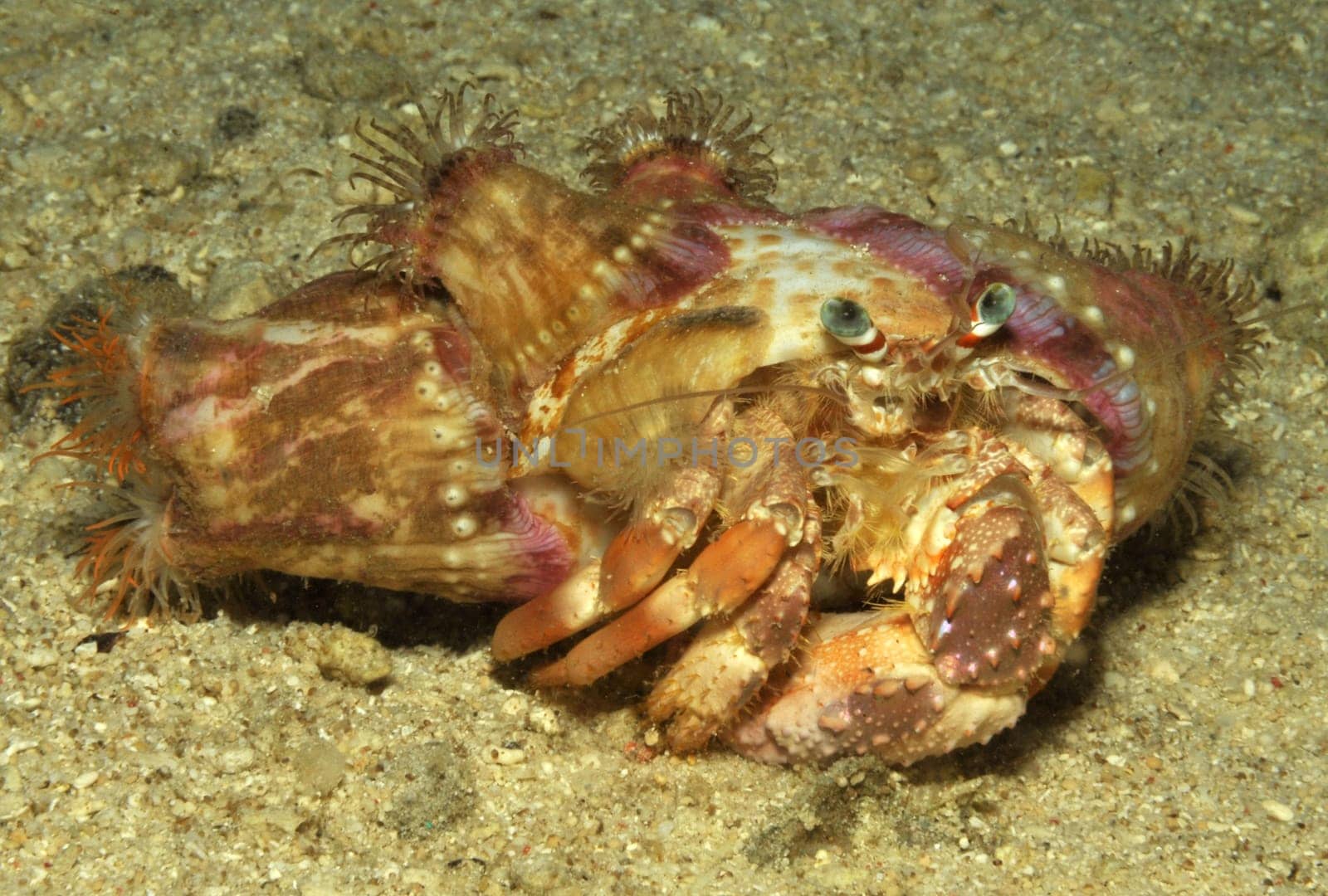 This hermit crab has a particularly beautiful house made of sea anemones. Taken in Indonesia