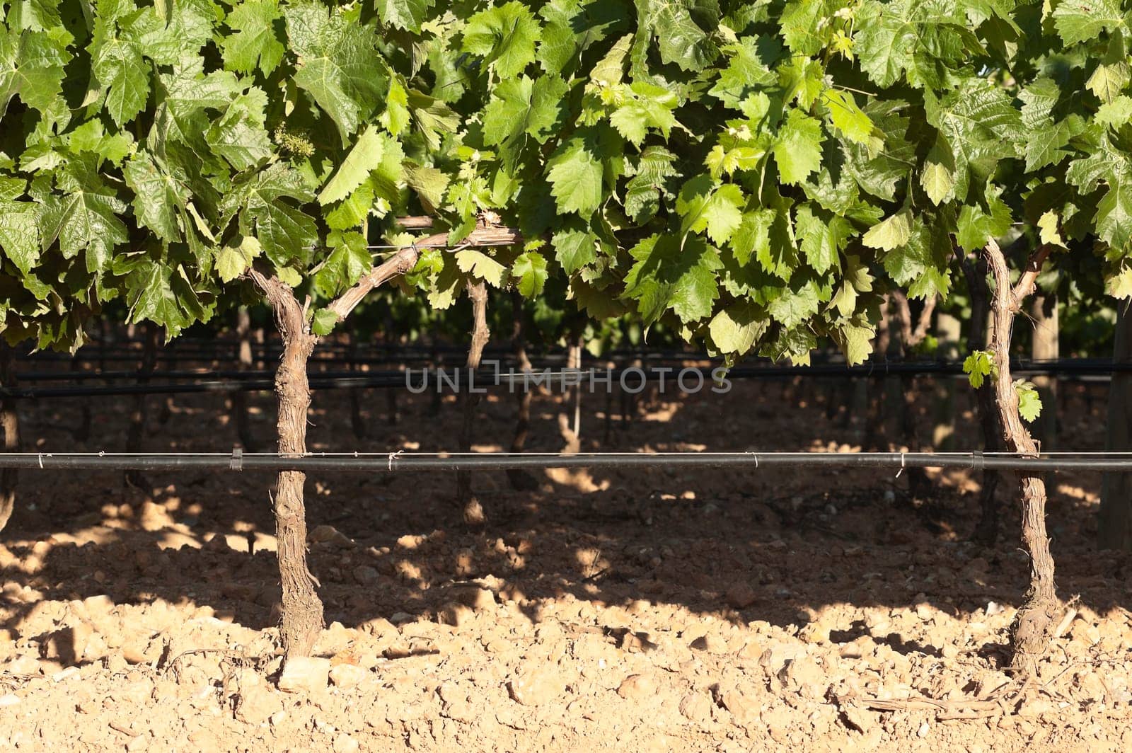 Closeup of grapevines in the flowering season, Borba, Alentejo, Portugal