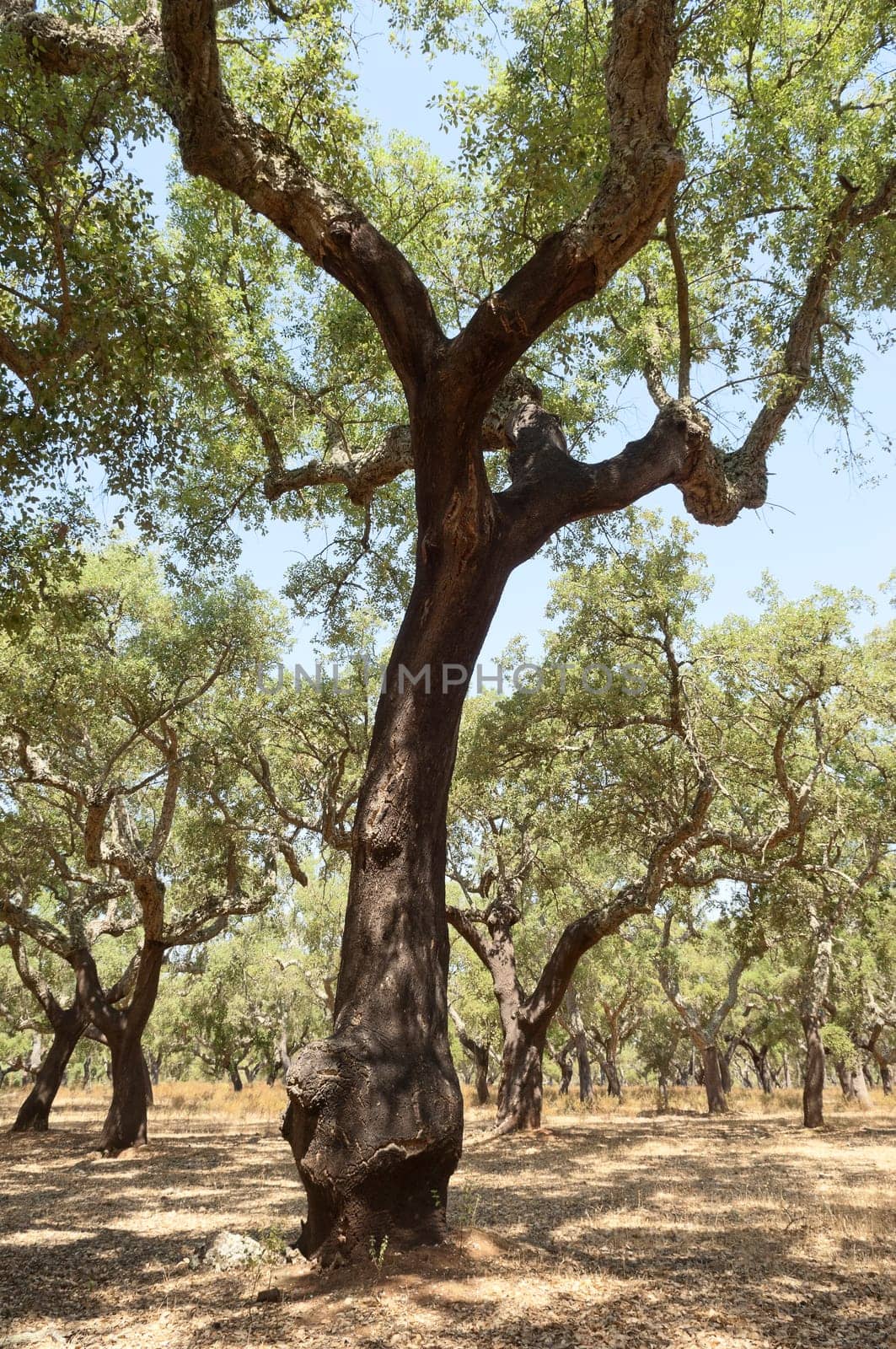 Forest of cork trees - quercus suber - Alentejo, Portugal