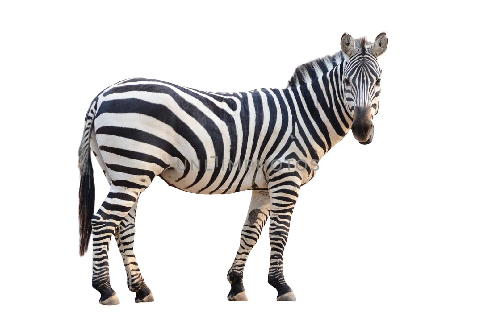 zebra isolated on white background