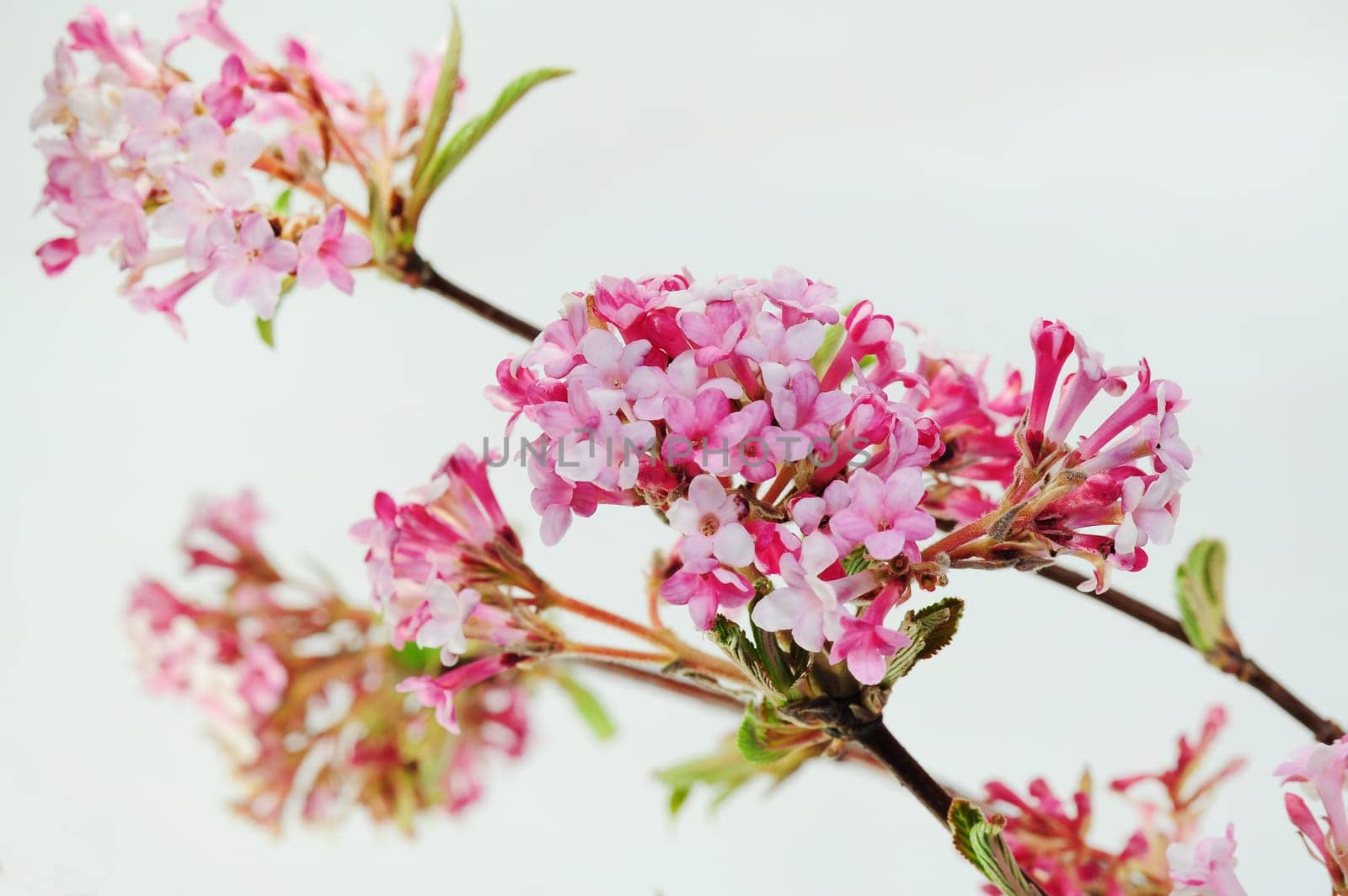 Scented snowball
