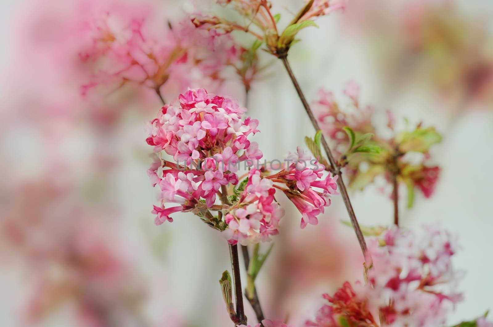 Scented snowball